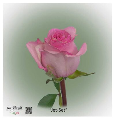 Ecuador Rose Jet-Set