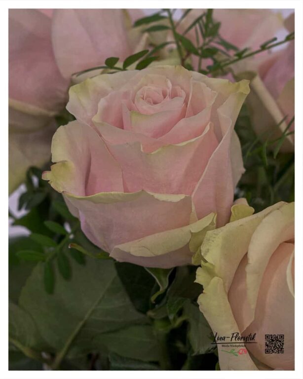 Hochwertige Ecuador-Rose in Rosa – Teil des 12-Rosen-Straußes zum Geburtstag