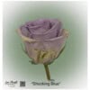 Ecuador Rose Shocking Blue