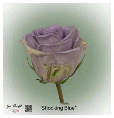Ecuador Rose Shocking Blue