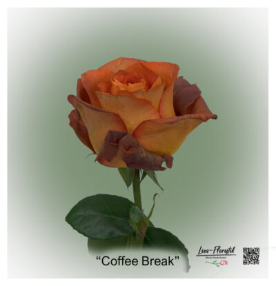 Ecuador Rose Coffee Break
