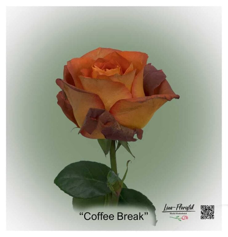 Ecuador Rose Coffee Break