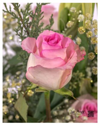 Zarte Farbverläufe von Rosa zu Creme zeigen die natürliche Eleganz hochwertiger Ecuador-Rosen