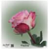 Ecuador Rose Paulina