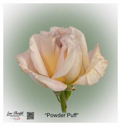 Ecuador Rose Powder Puff