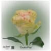 Ecuador Rose Exotix Pop