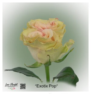 Ecuador Rose Exotix Pop